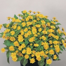 Меламподиум Меланья