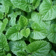 Мелисса Холодок