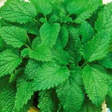 Мелисса Сладкий сон