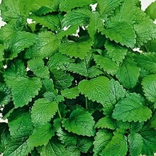 Мелисса Лимонный Аромат