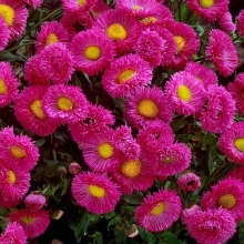 Мелколепестник Розовая жемчужина (красивый)