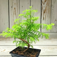 Метасеквойя (большой пакет)