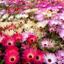 Мезембриантемум Искорки