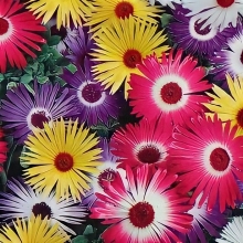 Мезембриантемум Лимпопо хрустальный