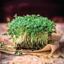 Микрозелень Фасоль золотистая (маш)
