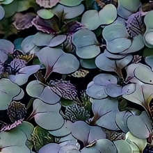 Микрозелень Горчица красная Красный вельвет