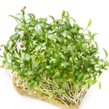 Микрозелень Кориандр овощной (Кинза) Армянский