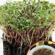 Микрозелень Мангольд микс