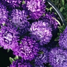 Астра Миледи Лиловая