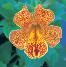 Мимулюс Желтое пламя F1