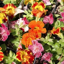 Мимулюс Гранд (Губастик)