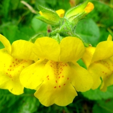 Мимулюс Мэджик Еллоу