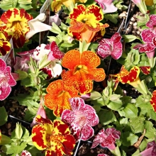 Мимулюс Королевский приз