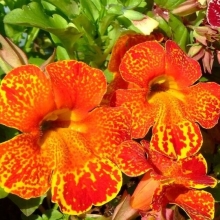 Мимулюс Мэджик F1 Желтое пламя