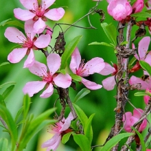 Миндаль Сладкий сон (низкий)