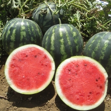 Арбуз Мини Блю F1