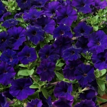 Петуния Бэби Джоконда Блю (Семена Профи)