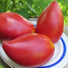 Томат Минусинские стаканы