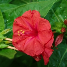 Мирабилис Клубника (Ялапа)