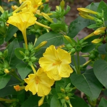 Мирабилис ялапа Жёлтый леденец