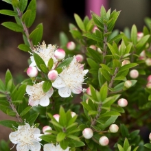 Мирт Гименей