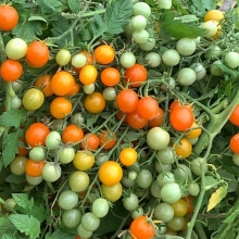 Томат Мичуринский Сладкий