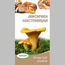 Грибы - Лисичка настоящая