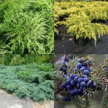Можжевельники смесь