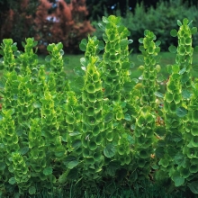 Молюцелла Колокольчики эльфов (гладкая)