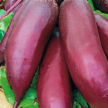 Свекла Мона