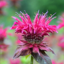 Монарда Мексиканская Мята (двойчатая)