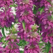 Монарда Вкус Бергамота лимонная