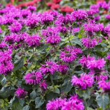 Монарда Диана лимонная