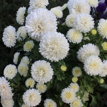 Астра Монпансье белая