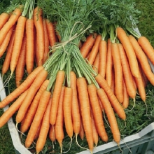 Морковь Каротинка