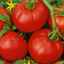 Томат Москвич