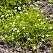 Мшанка шиловидная