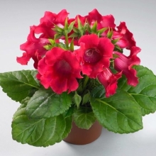 Глоксиния Мультибеллс Вишневая F1