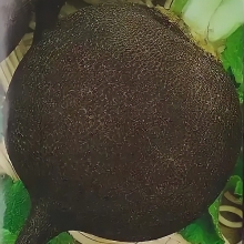 Редька Мурзилка