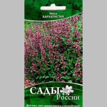 Мята Бархатистая