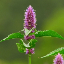 Мята Корейская