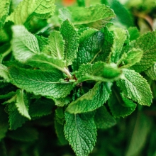 Мята Марьинская Семко (перечная)