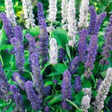 Мята Морская симфония (мексиканская)