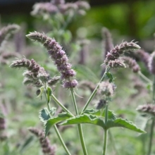 Мята Радуга лонфифолия