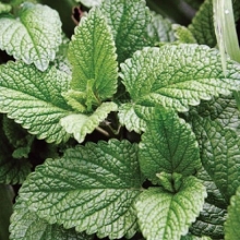 Мята Спирминт