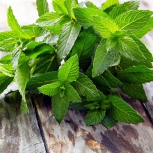 Мята Тимол овощная
