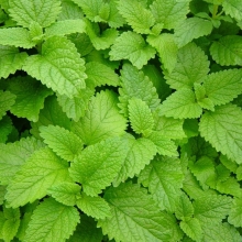 Мята лекарственная