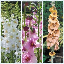 Вербаскум Брызги Радуги смесь (фиолетовый)