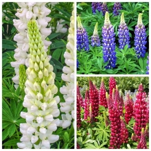 Люпин Триколор смесь