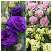 Эустома Золушка F1 смесь